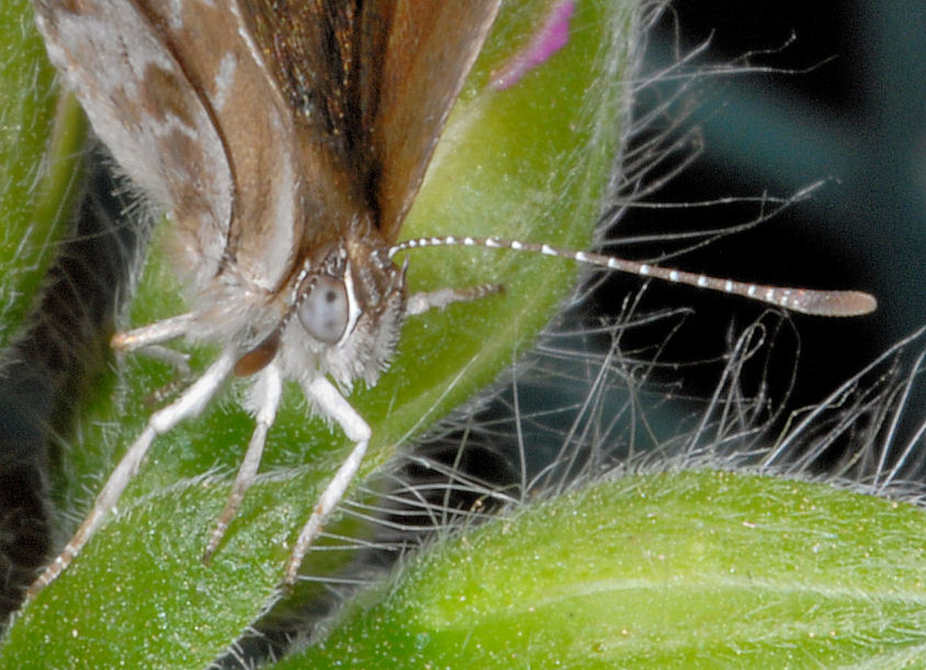 Cacyreus marshalli